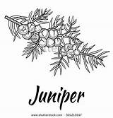 Juniper Berries Tree sketch template