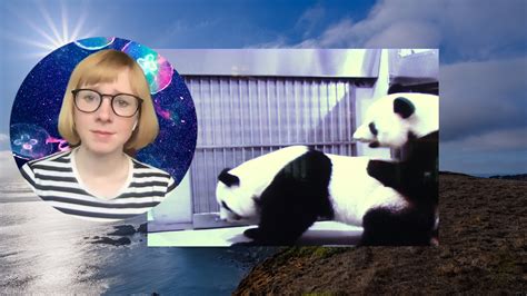 I Watched These Pandas Have Sex I’ve Never Been So Happy The New