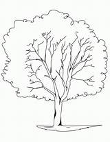 Tree Coloring Oak Popular sketch template