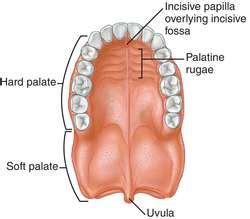 palate definition  palate  medical dictionary