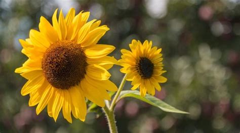 plant grow  care  sunflowers