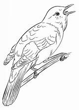 Nightingale Coloring Pages Draw Common Printable Drawing Nightingales Tutorials Step Grackle Categories Supercoloring Getdrawings Color Getcolorings Colorings sketch template