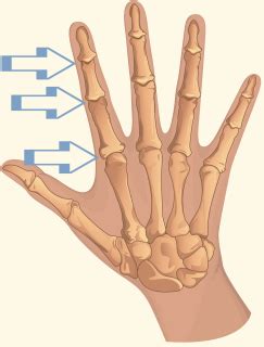 interphalangeal joint revealing paws