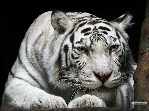 pet animals wild animals wallpapers pictures white tiger wallpapers