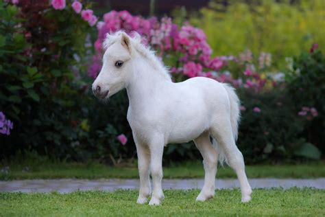 miniature horse pets nurturing