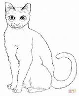 Kot Kolorowanki Katze Kolorowanka Koty Cats Dostojny Druku Zum Dzieci Katzen sketch template