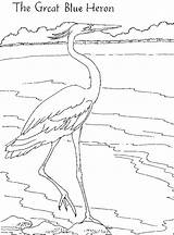 Heron Blue Great Coloring Pages Printable Animals Color Animalstown Animal Print Back Choose Board sketch template
