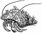 Hermit Crab Coloring Blueberry Crabs Large sketch template
