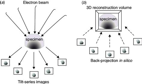 electron tomography  based  producing   reconstruction