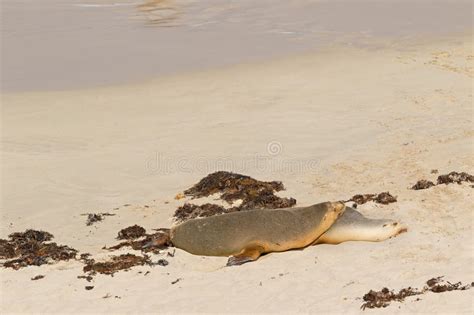 sleepy time  australian sea lion resting  warm sand  seal stock