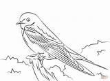 Swallow Barn Coloring Pages Swallows Tree Drawing Printable Color Designlooter Version Click Tablets Compatible Ipad Android Online Birds Categories Drawings sketch template