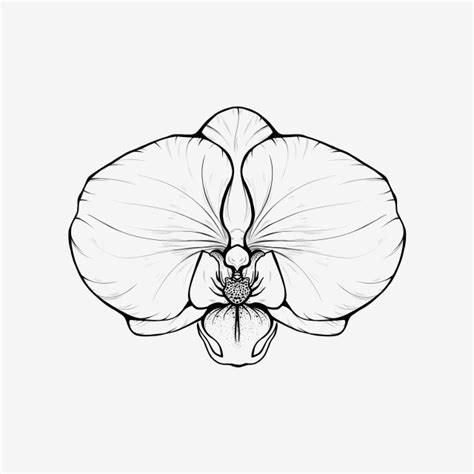 butterfly orchid drawing butterfly mania
