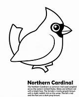 Cardinal Bird Cardinals Result sketch template