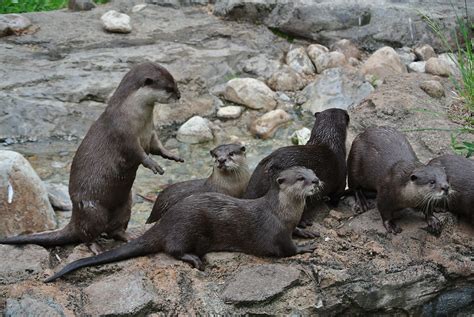 otter family   splash   smithsonians national flickr
