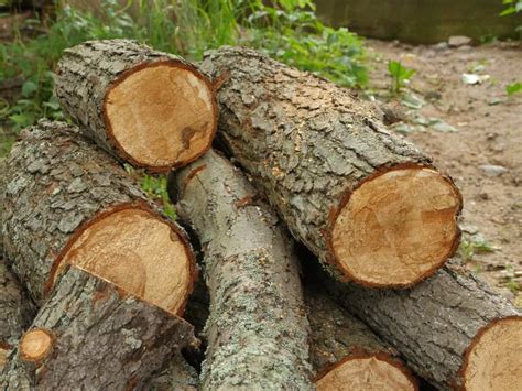 types  alder wood