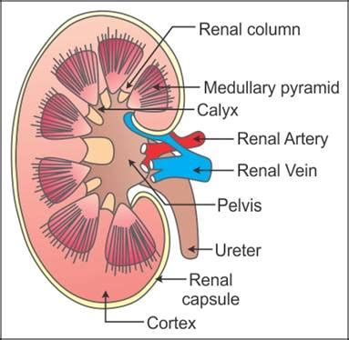 diagram drawing  kidney diagram  human kidney anatomy illustration  diagram  human