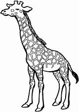 Giraffe Coloring Pages Printable Kids sketch template