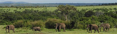 land habitat protection african wildlife foundation