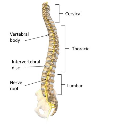 spine anatomy docjointsdr sujit jostotal joint replacements