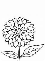 Flower Dahlia Coloring Pages Sheets Colorir Printable Para Flowers Color Pintar Desenhos Kids Stencils Simple Drawings Online Desenho Getcolorings Designlooter sketch template