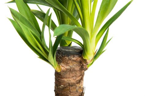 yucca palme vermehren tipps vom experten plantura