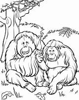 Zoo Coloring Pages Kids Printable Preschoolers Orangutans sketch template