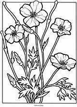 Poppy Colorare Wildflower Wildflowers Dover Printable Ritagliare Doverpublications Clipart sketch template