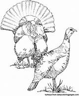 Turkeys Dinde Bird Animaux Realistic Coloriage Sheets Woodburning Tpwd Coloriages Rabbit Getcolorings sketch template