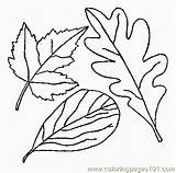 Coloring Leaf Pages Trees Color Coloringpages101 sketch template
