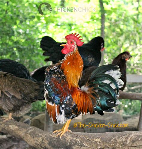 How To Sex Chickens Male Or Female Hen Or Rooster The