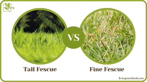 tall fescue  fine fescue     turf grass evergreen