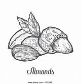 Almond Getdrawings Drawing sketch template