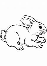 Kaninchen Malvorlagen Coelhos Arnab Tiere Kidipage Halaman Kertas Mewarna Haiwan sketch template
