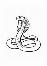 Kobra Malvorlage Ausmalbild Serpiente Schlangen Serpientes Kleurplaten sketch template