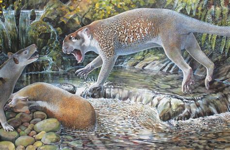 fossils  ancient marsupial lion discovered  north west queensland