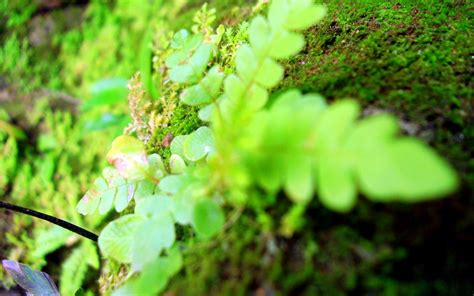 small green    green world  rodrigo ferreira flickr