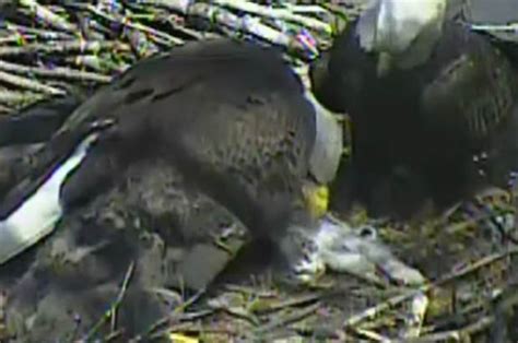 watch bald eagle caught feeding house cat to offspring on live webcam