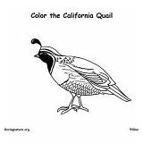 Coloring Quail Birds California Category sketch template