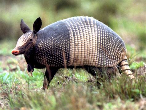 armadillo wallpapers animals library