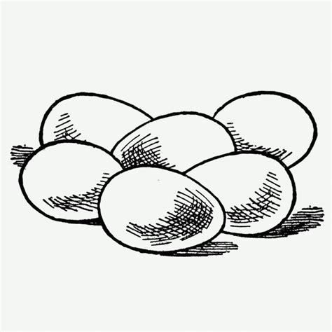 egg drawing  getdrawings