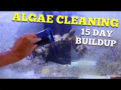 algae cleaning day youtube