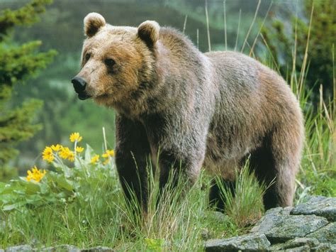 grizzly bears animals wallpaper  fanpop