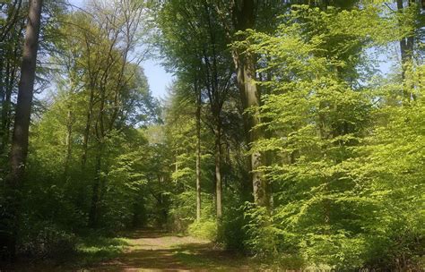 waldweg foto bild himmel natur landschaft bilder auf fotocommunity