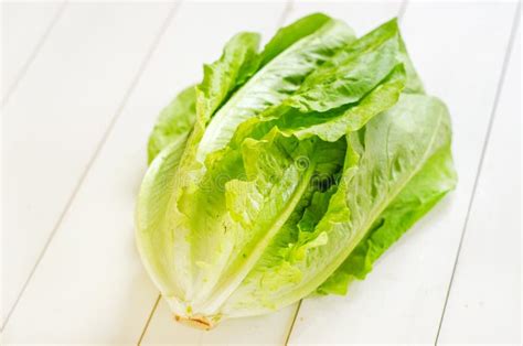 lettuce stock photo image  sativa vegetarian