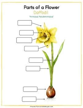 parts   daffodil flower montessori  part cards worksheets