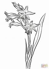 Supercoloring Gladiolus sketch template