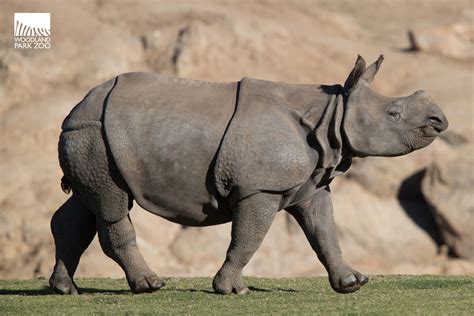 rhino arrives safely   zoowelcome taj assam rhino reserve opens