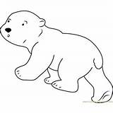Polar Bear Little Coloring Pages Look Coloringpages101 sketch template
