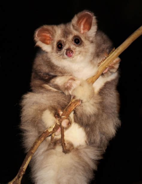 fuzzy fliers greater gliders featured creature