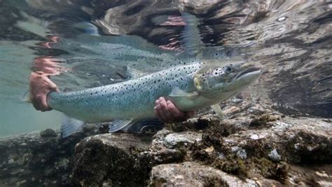 ikan salmon kehidupan penuh perjuangan  pengorbanan kaskus